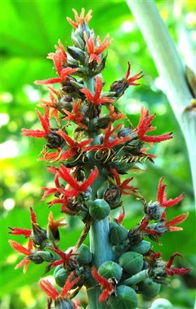  Female flowers